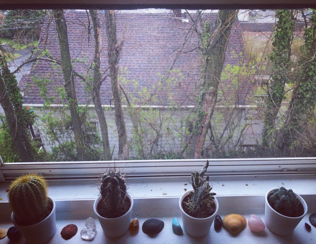 View looking out through a window screen. There are several trees in front of a black and white house. Ivy is growing on the trees and some of them are starting to grow their own leaves.
On the windowsill are four succulents (if you pay attention to my instagram, these are Geralt, Ophelia/Octavia, Richard, and Constantine, only Geralt is not a cactus). Between the plants are small shells and pieces of quartz.